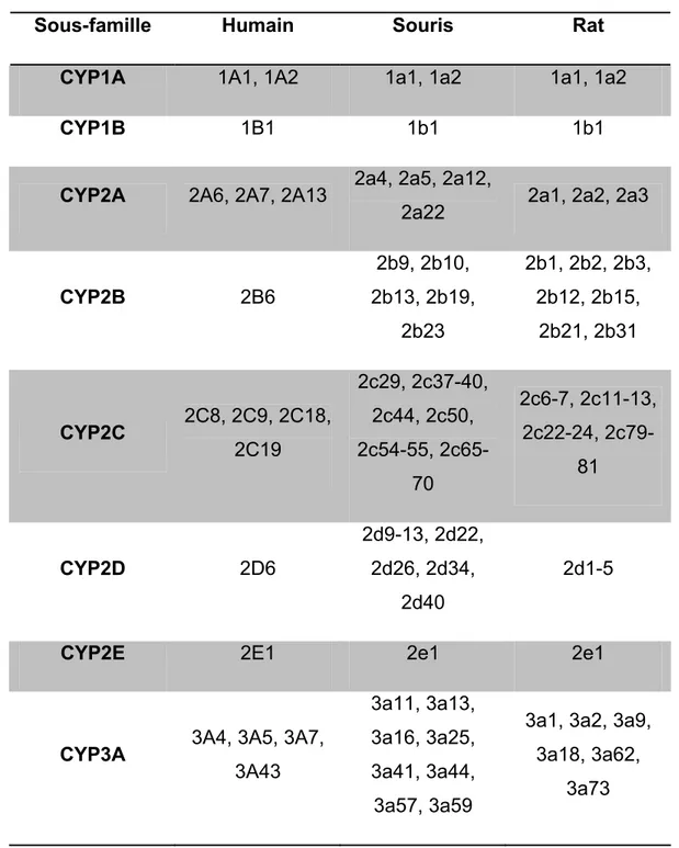 Tableau VI : Comparaison des isoformes du CYP450 entre l’humain,  la souris et le rat 