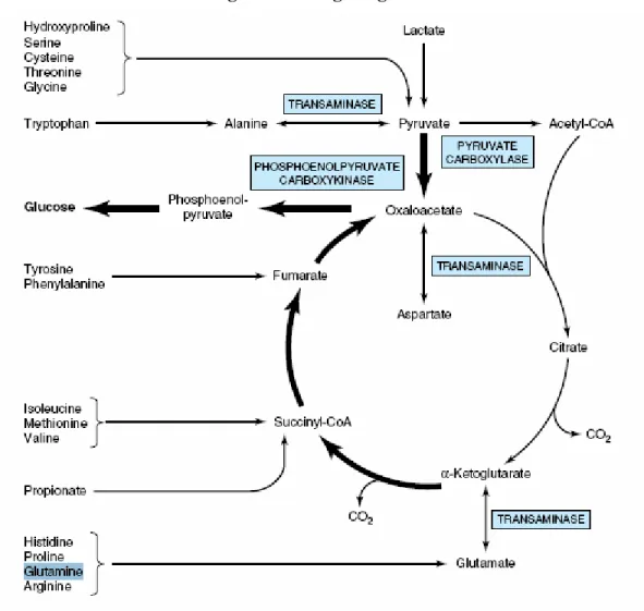 Figure 6 – Néoglucogenèse 