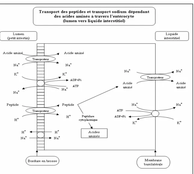 Figure 7 - Absorption des peptides et des acides aminés 