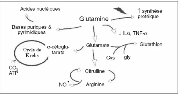 Figure 9 - Effets présumés de la glutamine 