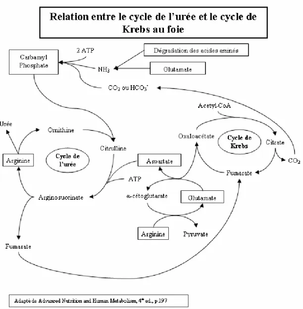 Figure 10 - Relation entre le cycle de l’urée et le cycle de Krebs au foie 
