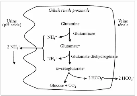 Figure 12 - Rôle de la glutaminase dans l’équilibre acido-basique 
