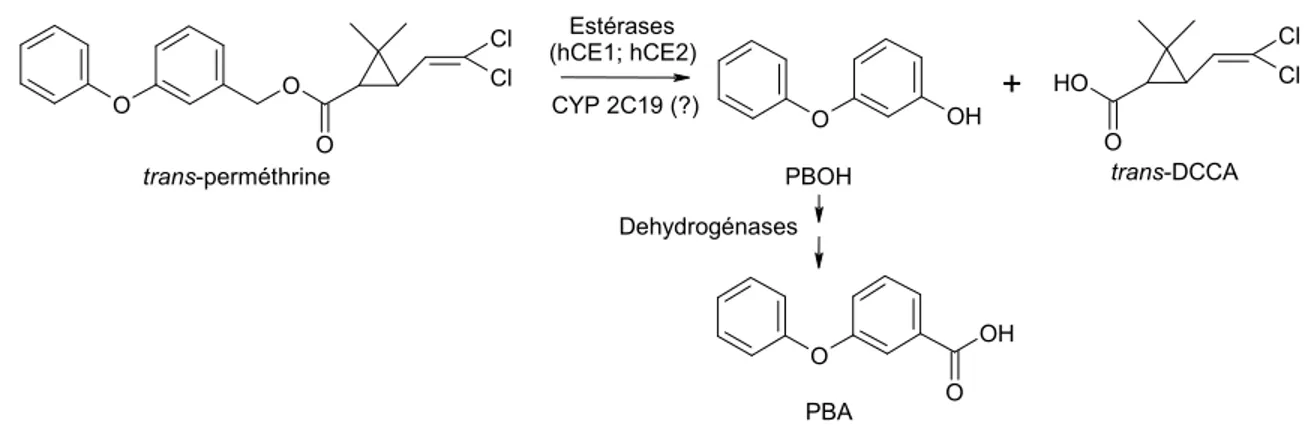 Figure 3. Biotransformation de la trans-perméthrine 