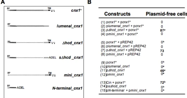 Table III. Mutants tested in plasmid segregation assays. 