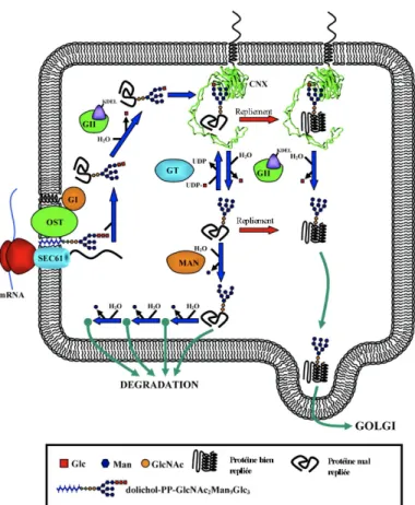 Figure 1. Modèle proposé pour le contrôle de qualité du repliement des polypeptides  glycosylés