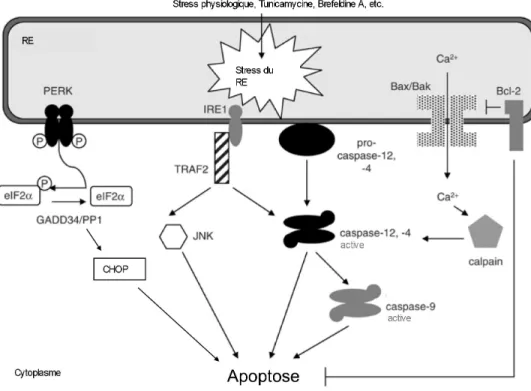 Figure 2. Schéma simplifié de certaines voies menant à l’apoptose suite à un stress du  RE