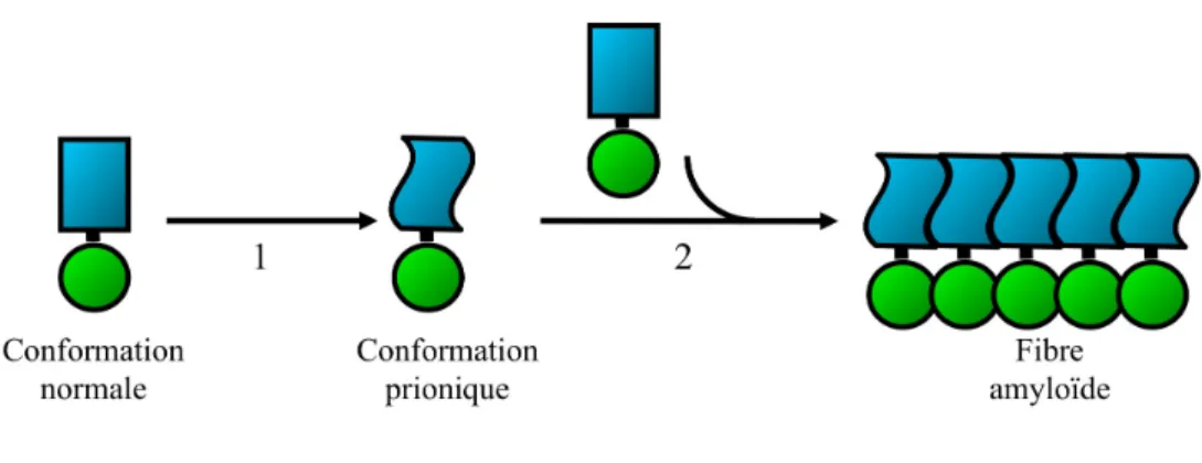 Figure 4. Représentation schématique de la propagation des prions. La protéine prion 