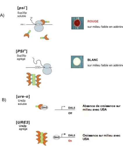 Figure 5. Représentation schématique des prions de S. cerevisiae [PSI+] et [URE3]. A) 