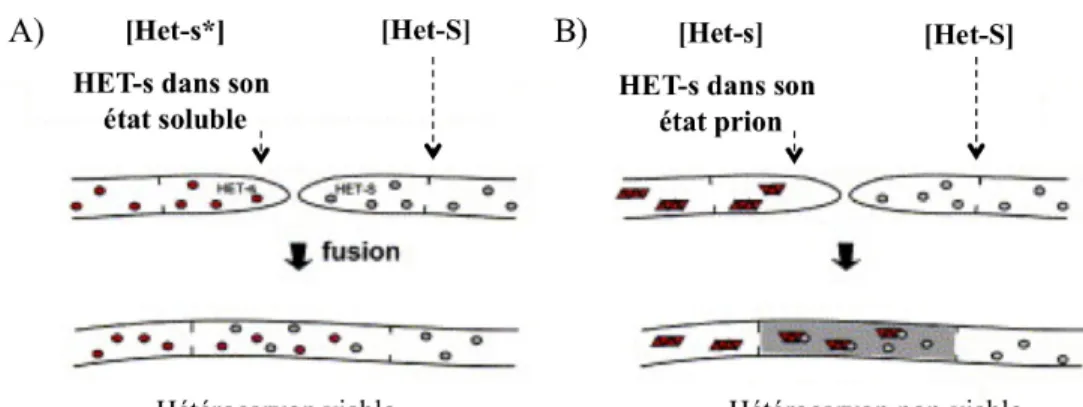 Figure 6. Représentation schématique du prion [Het-s] de P. anserina. A) La fusion de 