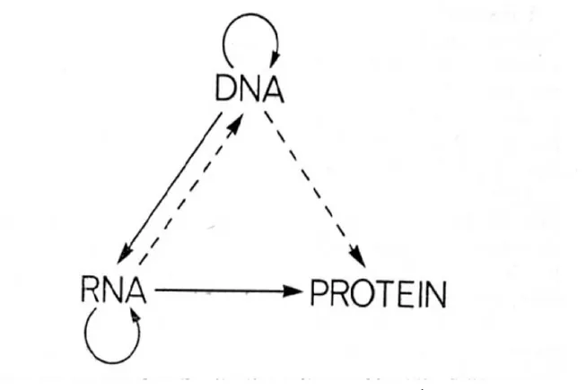 Figure  1  :  Le  dogme  central  décrit  en  1958  par  Crick.  À  cette  époque,  on  connaissait  seulement  les  processus  représentés  par  les  lignes  pleines