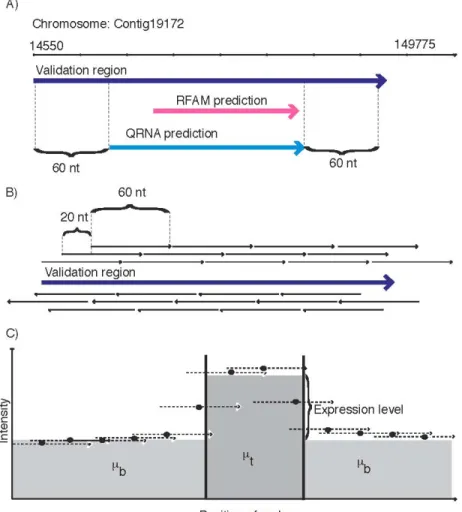 Figure  6:  Selection  of  the  validation  regions,  microarray  design,  boundaries  identification. A) An example of a validation region chosen from an overlap between  RFAM and RNAz predictions. The predictions have been extended by 60 nucleotides in  both directions. B) The diagram shows the strategy used to tile the validation regions,  resulting  in  the  design  of  71968  probes  averaging  58  nucleotides  at  every  20  nucleotides  on  both  the  forward  and  reverse  strand,  validating  1979  regions.  C)  Typical  experimental  results  obtained  for  a  validation  region.  5'  and  3'  ends  of  the  observed transcript were determined by fitting a model in which partial hybridization  between probe and transcript is accounted for. The expression level is the difference  between µt and µb, respectively quantifying the transcript and background intensities.  
