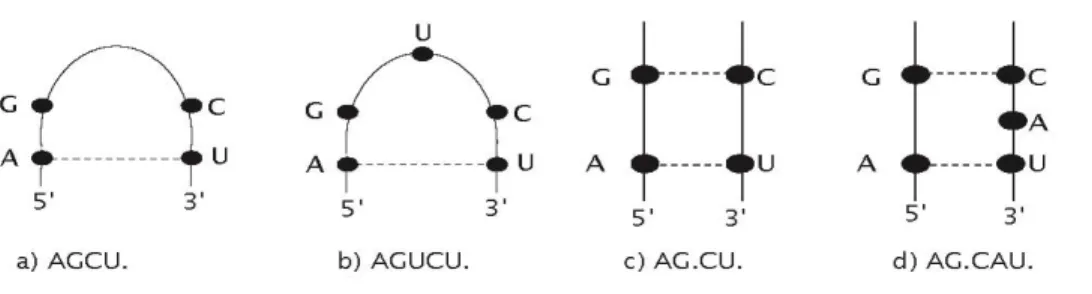 Figure 10: Représentation graphique des quatre types de NCM étudiés. Les lignes pleines  représente  une  adjacence  et  une  ligne  pointillé  un  appariement