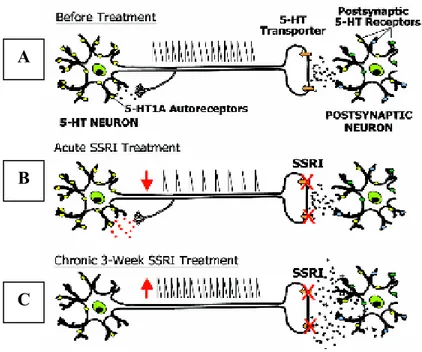 Figure 1 : Représentation schématique du neurone sérotoninergique, (A) avant traitement,  (B) sous traitement aigu avec un ISRS (inhibition de la décharge neuronale due à  l’activation des autorécepteurs 5-HT 1A ) et (C) en traitement chronique (désensibil