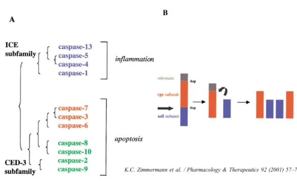Figure 1. Les différentes caspases. (A) Les classes et sous-classes de caspases et  leur rôle, (B) Activation des caspases par clivage des prodomaines