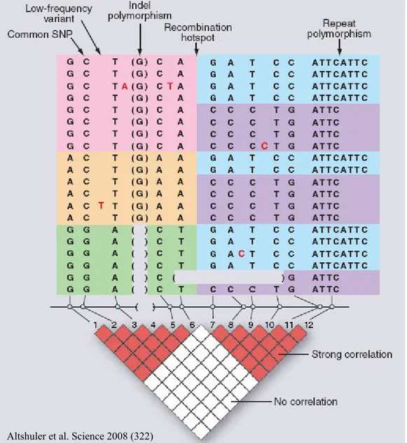 Figure 5. Types de polymorphismes, haplotypes et déséquilibre de liaison. 