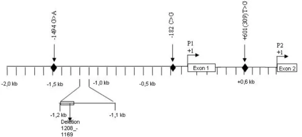 Figure 6. Schéma des promoteurs de MDM2 avec leurs SNPs.   