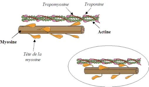 Figure 2-7: Composantes de l'actine et de la myosine 
