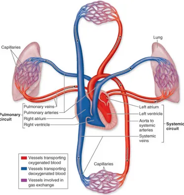 Figure  1.  Représentation  schématique  des  circulations  systémique  et  pulmonaire  (http://academic.kellogg.cc.mi.us) 