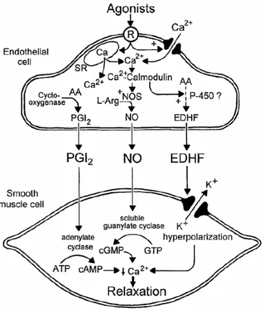 Figure  4.  Sécrétion  et  mécanismes  d’action  des  substances  vasodilatatrices  dérivées  de  l’endothélium (Vanhoutte., 2003) 