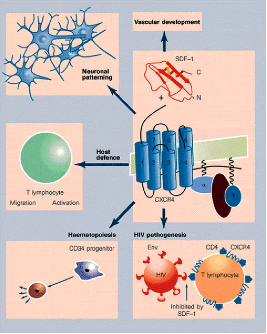 Figure 2.1 : Fonctions multiples de CXCR4. Tiré de Liang &amp; al. [65]. 