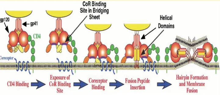 Figure 2.3 : Entrée du VIH dans les cellules cibles. Les étapes successives  ont lieu comme suit  : 1) Interaction CD4/gp120 2) changement  conformationnel de la gp120 et libération du site d’interaction avec le  corécepteur 3) liaison de la gp120 au coréc