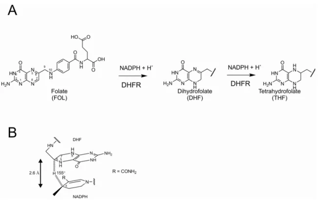 Figure 1.2.  Reaction catalyzed by dihydrofolate reductase (DHFR).  A) Reduction 