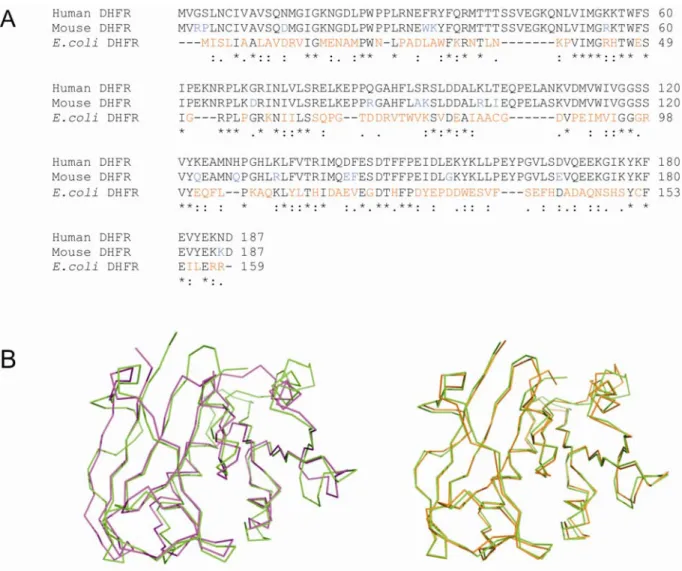 Figure 1.3. Sequence and structural comparison of human, murine and E. coli  dihydrofolate reductases  (DHFRs)