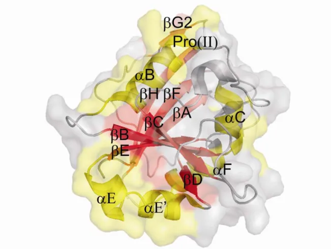 Figure 1.4. Secondary structure of hDHFR. Eight-stranded twisted β-sheet ( βA,  residues 4-10;  βB, 47-53; βC, 71-76; βD, 88-90; βE, 108-116; βF, 130-139; βG, which is  interrupted by a tight turn is composed by  βG1, 157-159 and βG2, 168-172; βH,  175-185