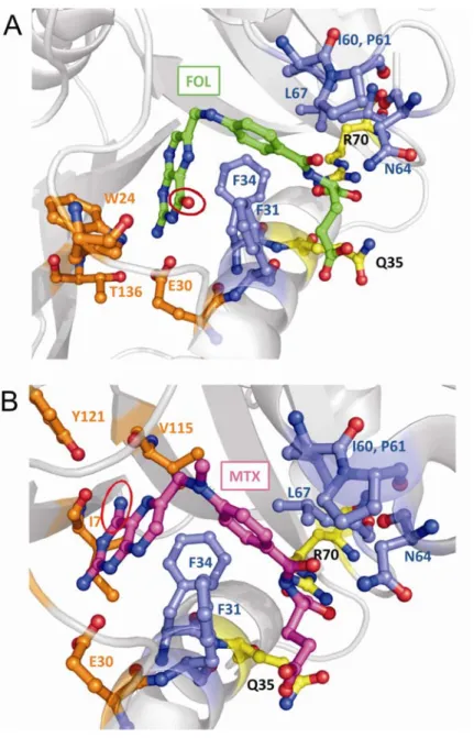 Figure 1.5. Ligand binding at the active site of WT hDHFR. A) Bound folate (FOL; in 