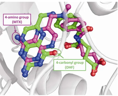 Figure 1.6. Binding of folate and methotrexate in the active site. Superimposition of 