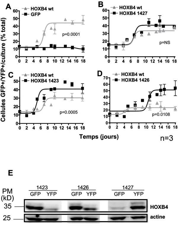 Figure 1  0 2 4 6 8 10 12 14 16 180102030405060HOXB4 wtGFPp=0.0001 0 2 4 6 8 10 12 14 16 180102030405060HOXB4 wtHOXB4 1427AB 0 2 4 6 8 10 12 14 16 1801020304050 Temps (jours)Cellules GFP+/YFP+/culture (% total)HOXB4 wt HOXB4 1423C02 4 6 8 10 12 14 16 18010203040506070HOXB4 wtHOXB4 1426p=NSDp=0.0005p=0.0108 n=30 2 4 6 8 10 12 14 16 180102030405060HOXB4 wtGFPp=0.0001 0 2 4 6 8 10 12 14 16 180102030405060HOXB4 wtHOXB4 1427AB0 2 4 6 8 10 12 14 16 1801020304050Temps (jours)Cellules GFP+/YFP+/culture (% total)HOXB4 wt HOXB4 1423C0246 8 10 12 14 16 18010203040506070HOXB4 wtHOXB4 1426p=NSDp=0.0005p=0.0108n=3 E 1423 1426 1427