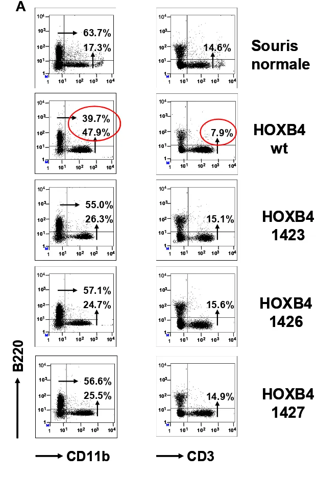 Figure 4  B220 CD11b HOXB4 wt HOXB4 1423HOXB4 1426HOXB4 1427Souris normale11011021031041041031021011110110210310410410310210111101102103104104103102101111011021031041041031021011110110210310410410310210111101102103104104103102101111011021031041041031021011110110210310410410310210111101102103104104103102101111011021031041041031021011CD363.7%17.3%14.6%39.7%47.9%7.9%55.0%26.3%15.1%57.1%24.7%15.6%56.6%25.5%14.9%AB220CD11bHOXB4 wtHOXB4 1423HOXB4 1426HOXB4 1427Souris normale1101102103104104103102101111011021031041041031021011110110210310410410310210111101102103104104103102101111011021031041041031021011110110210310410410310210111101102103104104103102101111011021031041041031021011110110210310410410310210111101102103104104103102101111011021031041041031021011110110210310410410310210111101102103104104103102101111011021031041041031021011110110210310410410310210111101102103104104103102101111011021031041041031021011110110210310410410310210111101102103104104103102101111011021031041041031021011CD363.7%17.3%14.6%39.7%47.9%7.9%55.0%26.3%15.1%57.1%24.7%15.6%56.6%25.5%14.9%A