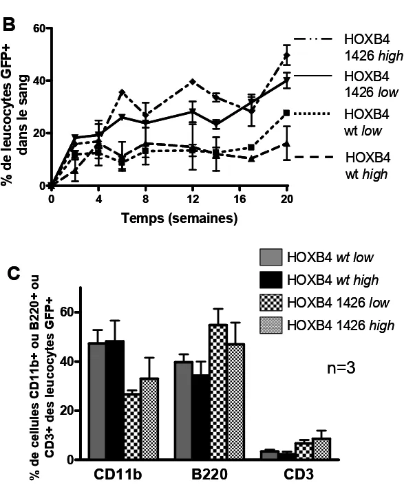 Figure 8  0 4 8 12 16 200204060 0204060 CD11b B220 CD3BCAwt1426LowHigh48 hrs14 hrsLowHigh HOXB4Temps (semaines)% de leucocytes GFP+ dans le sang HOXB4  1426 highHOXB4 1426 low HOXB4              wt lowHOXB4     wt high% de cellules CD11b+ ou B220+ ouCD3+ des leucocytes GFP+HOXB4 wt lowHOXB4 wt highHOXB4 1426 lowHOXB4 1426 highn=304812162002040600204060CD11bB220CD3BCAwt1426LowHigh48 hrs14 hrsLowHighHOXB4Temps (semaines)% de leucocytes GFP+ dans le sangHOXB4 1426 highHOXB4 1426 lowHOXB4              wt lowHOXB4     wt high% de cellules CD11b+ ou B220+ ouCD3+ des leucocytes GFP+HOXB4 wt lowHOXB4 wt highHOXB4 1426 lowHOXB4 1426 highn=3