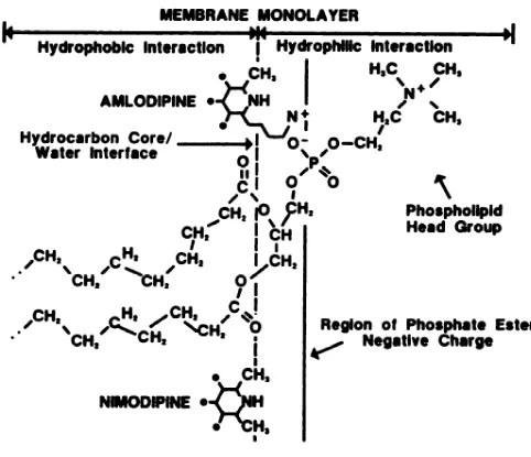 Figure 2: Localisation de l'amlodipine à la membrane plasmique. L'amlodipine,  de  par  ses  propriétés  physico-chimiques  particulières,  démontre  une  interaction  privilégiée  avec  la  membrane  plasmique