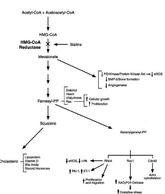 Figure  3:  Cascade  signalétique  du  mévalonate.  L'inhibition  compétitive  de  la  HMG-CoA  réductase  par  l'atorvastatine  mène  non  seulement  à  l'inhibition  de  la  synthèse  du  cholestérol,  mais  aussi  à  l'inhibition  de  la  synthèse  de  