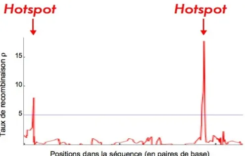 Fig. 1.1 – Distribution du taux de recombinaison le long des s´equences