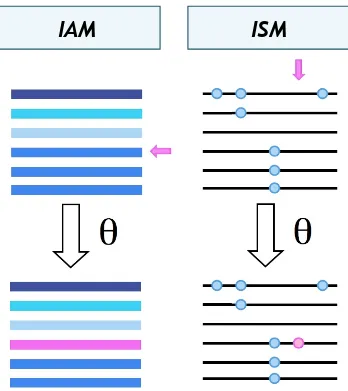 Fig. 1.5 – Mod`eles du nombre infini d’all`eles et de sites