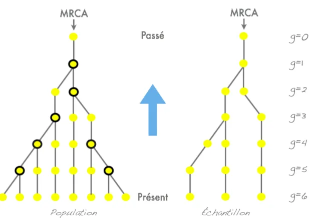 Fig. 1.7 – Processus d’´evolution par coalescence