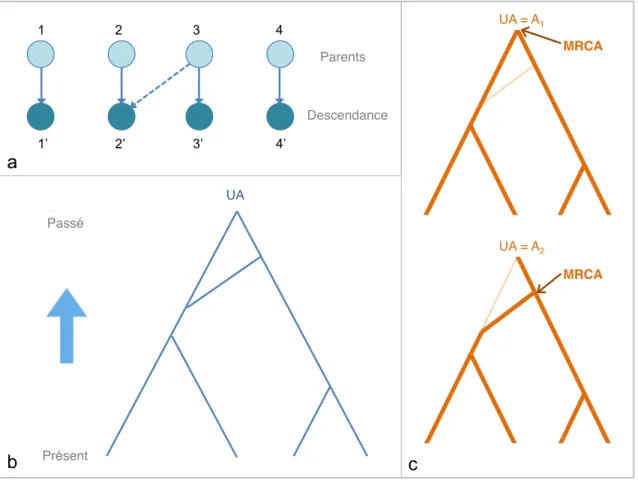 Fig. 1.8 – Ancestral selection graph