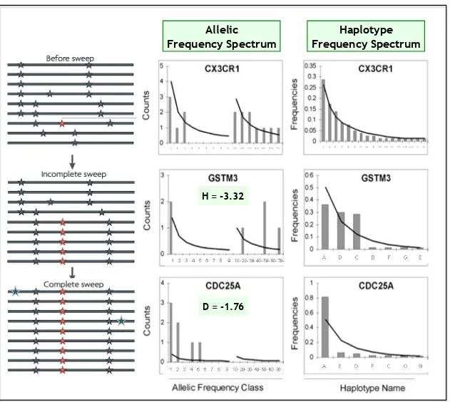 Fig. 1.9 – Selection sweep et spectres de fr´equences