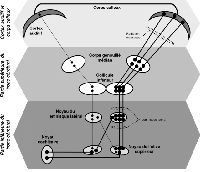 Figure 1 : Schématisation succincte et simplifiée des voies auditives afférentes en réponse à 