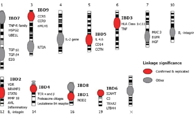 Figure 3 - Confirmed and suggested linkage intervals from genome wide scans in Crohn’s disease (CD) with the potential candidate genes