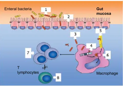 Figure 4 – Hypothesized mechanisms underlying the pathogenesis of Crohn’s Disease (CD) (1) A dysbalance of enteral bacteria changing epithelial barrier function or a primary barrier defect (2) allows bacteria an increased  translocation across the epitheli