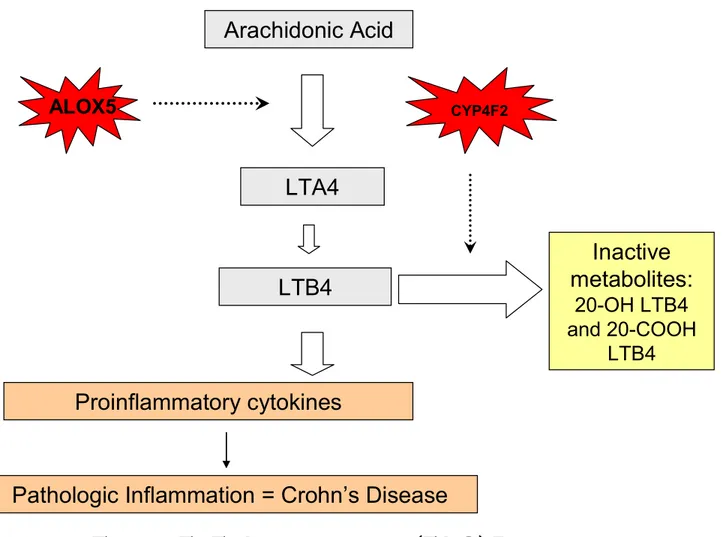 Figure 5 - 5–Lipoxygenase (5-LO) Pathway