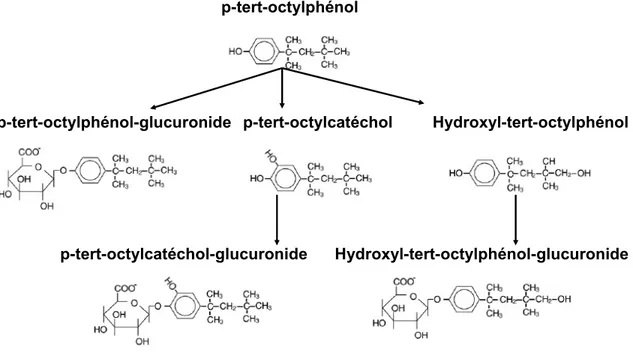 Figure 3-1: Voie métabolique de l'octylphénol. Modifié de Nomura et coll. (2008)    