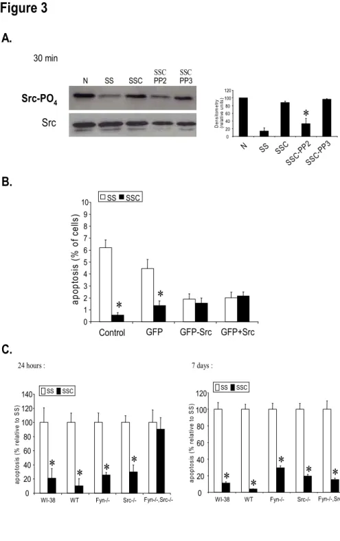 Figure 3 Src-PO 4 Src N         SS        SSC      PP2       PP3 30 minA. B. apoptosis(% relative to SS) * * * 0 20406080 100120140