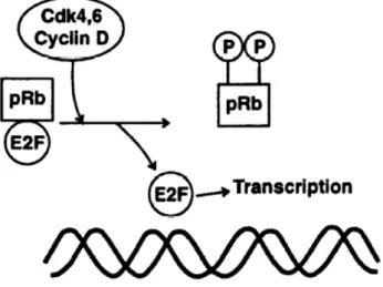Figure 8: Représentation schématique de l’activation de E2F par le complexe CDK-