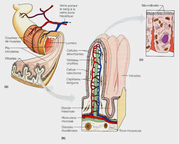 Figure 6. Schéma de l’anatomie intestinale et les différents niveaux de structure de 