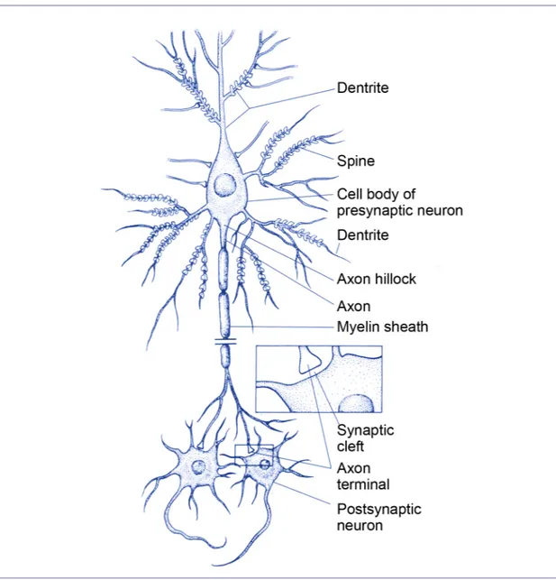 Figure 2. Neurons, the functional cellular unit of the nervous system. A schematic nerve cell is  shown,  illustrating  the  dendrites,  cell  body,  and  axon