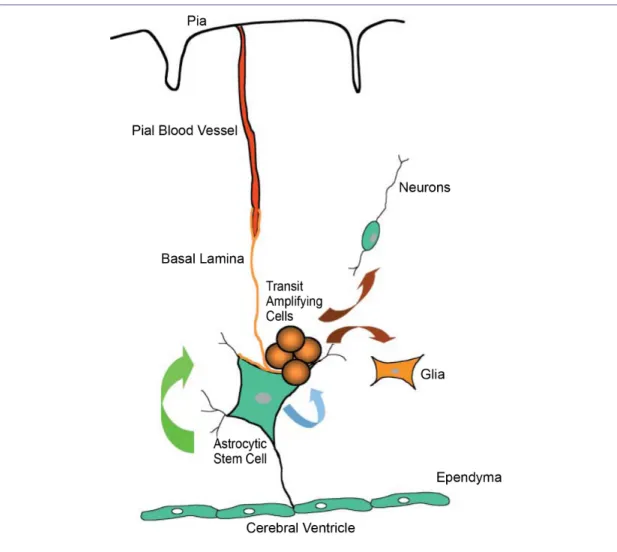 Figure 5. Current concept of the stem cell niche.  The multipotent stem-cell like astrocytes are closely  opposed  to  the  ventricular  lining  and  basal  lamina  associated  with  the  pial microvasculature